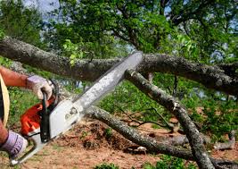 Best Seasonal Cleanup (Spring/Fall)  in Ganado, TX